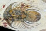 Spiny Kolihapeltis Trilobite - Large For Species #108239-4